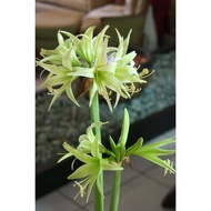 AMARYLLIS PLANT BULB