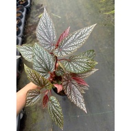 Begonium plant pot, healthy and beautiful, pot with 2-4 tops