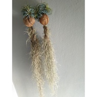 Pokok hiasan janggut adam , decorative plant