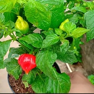 Bibit Tanaman Hidup CABE PAPRIKA - Bibit Pohon Cabai Paprika Reaper Dalam Polibag