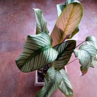 calathea white star native