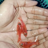 ikan hias laut capungan merahh