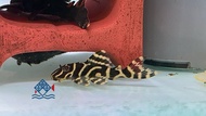 Pleco L333 /Live Fish /Pleco/Tropical Fish /Freshwater  帝王迷宫异型/异型/活鱼/异型鱼 (Sin Quan Aquaculture Enter