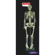 Model Rangka Manusia Human Skeleton