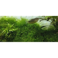 java moss lowtech aquatic plant