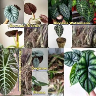 H✉75 Paket Bonggol Alocasia Nebula Bisma Reginae Scale Watsoniana