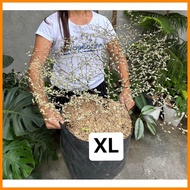 ― ☇  VARIEGATED AFRICAN TALISAY WITH GARDEN SOIL