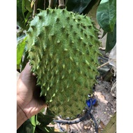 20pcs Benih Durian Belanda/Soursop seeds