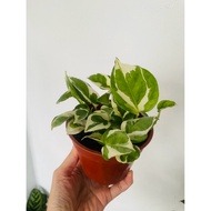 白金葛Money Plant 'Njoy’ with pot