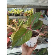 Aglaonema Red Borju