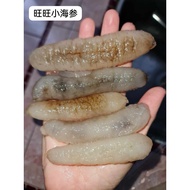 澳洲进口顶级旺旺小海参 Small sea cucumber 【1条】