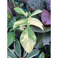 Phillodendron Florida Beauty variegated(1 daun)
