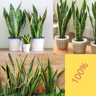 10Pohon Tanaman Lidah Mertua Hidup, Tanaman Lidah Mertua Jumbo, Tanaman Lidah Mertua Jumbo Super