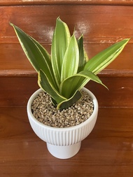 金邊荷花蘭虎尾蘭 室內盆栽 風水植物 虎皮蘭 plant gardening