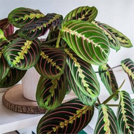 Calathea Red Maranta Prayer Plant Rooted (RARE) SALE