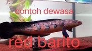 anak channa maru red barito hight qualiti 2inci