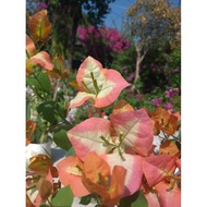 Keratan Bunga Kertas EMINENT BOUGAINVILLEA CUTTINGS ( 5 KERATAN- BUNGA KERTAS ID EMINENT- NEW STOCKS
