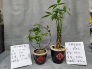 招財樹盆栽&銀葉睡布袋 (植物&盆X2)