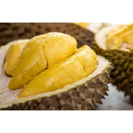 Anak Pokok Hybrid Durian Musang King