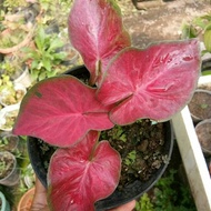 Bibit Caladium Pink Ramla - Keladi Hias Thailand