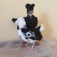 ayam hias poland anakan sepasang