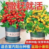 Dwarf Potted Red Tomato Seeds Yellow Tomato Seeds Small Tomato Fruit Vegetable Seeds Four Seasons Br
