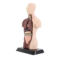 Human Body Model with 7 Removable Organ ModelsEducational Organ Anatomy Model for Biological Science