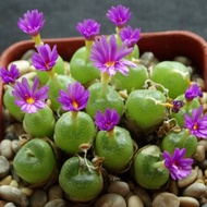 18 เมล็ด โคโนไฟตัม กระบองเพชร ไม้อวบน้ำ กุหลาบหิน แคคตัส Conophytum คนนิยมปลูกมาก สายพันธุ์ Conophytum hermarium