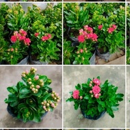 kalanchoe flower(outdoor)