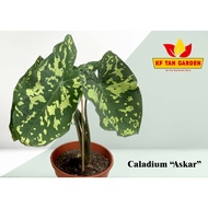 KF - Caladium Army - Caladium Askar - Caladium Hilo Beauty // Rare // Live Plant // KFTANGARDEN