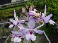 台灣原生蘭花Calanthe sylvatica長距根節蘭(罕見~超大花5CM+藍紫花)勿下標