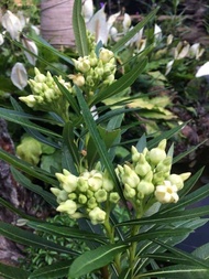 cây giống jamtang ( hoa rù rì) hoa ăn rất ngon.