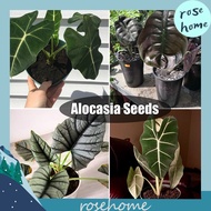 100Pcs/bag Alocasia Seeds Potted Plant