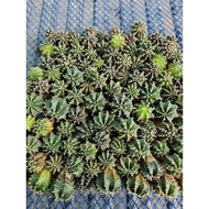 Gymnocalycium cactus plant murah 1 to 3cm offset easy root RM10 for 11biji