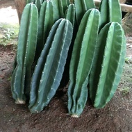 tanaman hias kaktus coboi 20 cm