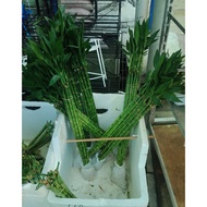 Bamboo straight 60/80/100cm height 10 stalk per bundle premium plants free fertiliser 0.5kg doorstep