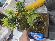 急走🔥🔥🔥搬遷羅漢松盆景 十年老莊