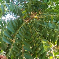 Fresh curry leaves koja bay leaf/s fresh curry leaf/s (20 stalks) fresh curry leaf/s