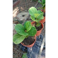Fiddle Fig Ready Stock ✔️