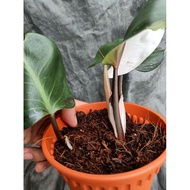 Philodendron Red Anderson