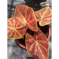 Caladium New Wave Plant - Fresh Gardening Indoor Plant Outdoor Plants for Home Garden