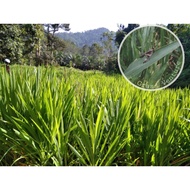 Benih rumput napier dwarf/pandan 1kg 15 ke 20 batang