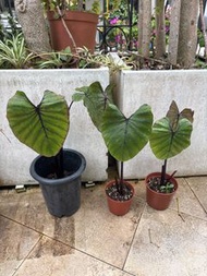 法老王面具水芋苗Colocasia pharaoh’s mask