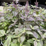 Purple basil plant