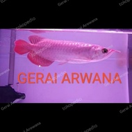 arwana super red 20cm