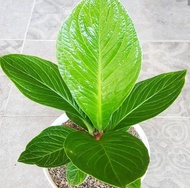 Anthurium Jemani COBRA Besar Calon Indukan Siap berbunga Tanaman hias Elegan dan eksotis