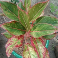 Aglonema siam aurora / Aglonema lipstik merah termurah