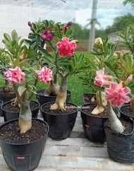 Tanaman Hias Adenium - Kamboja Jepang - Bibit Adenium Kamboja Jepang - Adenium Bonsai - Bunga Tumpuk