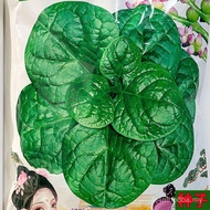 500g Daun Besar Benih Bayam Malabar Benih Sayuran Juga Dikenali sebagai Tauhu Bayam Malabar Bayam Ma