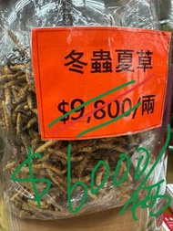 冬蟲夏草